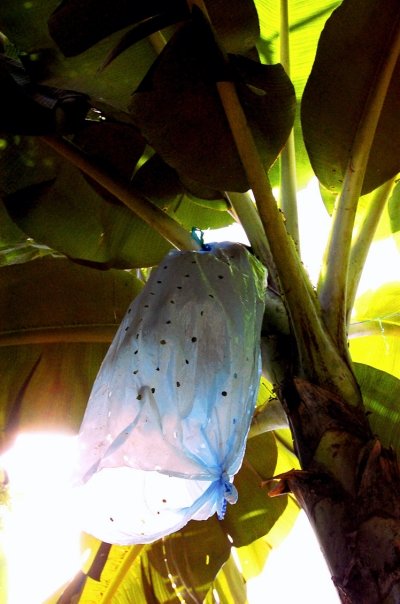 Insectice Bag